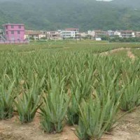 供應庫拉索蘆薈種苗綠植盆栽